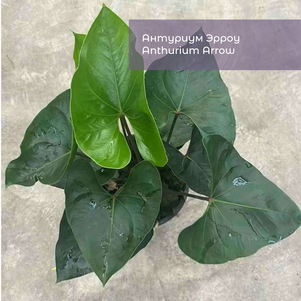 Антуриум Эрроу (Anthurium Arrow)